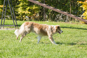 Portrait of a border collie dog living in belgium