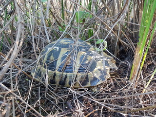 tortue hermann corse