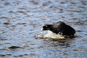 Obraz premium A protective American Coot doing a warning display