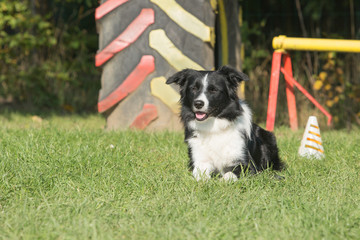 Portrait of a border collie dog living in belgium