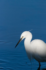 Close up image of a Great White Egret fishing in an estuary on the West Coast of South Africa