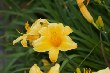 Flower Bloom Macro