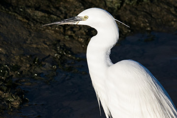 Close up image of a Great White Egret fishing in an estuary on the West Coast of South Africa