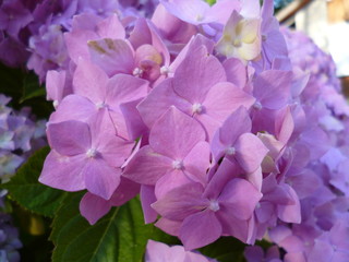 Naklejka na ściany i meble Pink and violet Hydrangea flowers in a garden