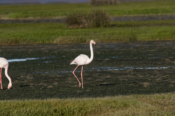 Close up image of greater flamingos feeding in the berg river estuary on the west coast of south africa