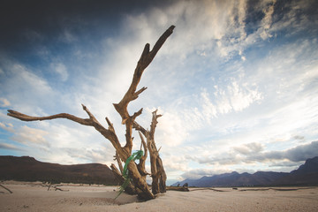 Beautiful wide angle landscape photo of the old dead trees in a dried dam, Brandvlei dam in the Western Cape Of south Africa