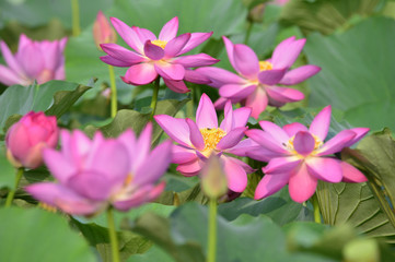 Fototapeta na wymiar Blooming lotus flowers in the park