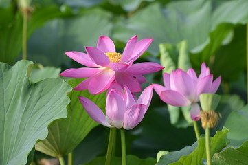 Blooming lotus flowers in the park