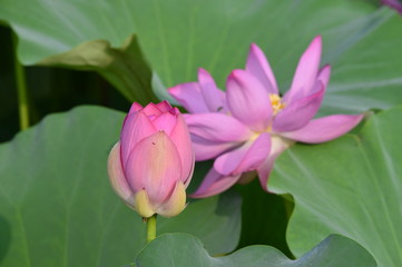 Blooming lotus flowers in the park