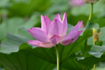 Fototapeta premium Blooming lotus flowers in the park