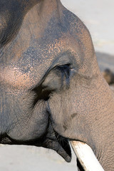 Asian Elephant