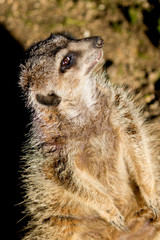 Solitary Meerkat at Sunset