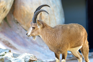 Nubian Ibex
