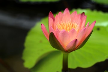 Beautiful lotus flowers in tropical