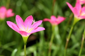 Fototapeta premium Beautiful pink rain lily