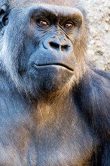 Western Lowland Gorilla