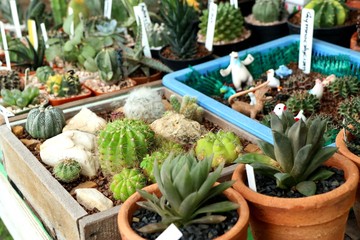Beautiful cactus in tropical