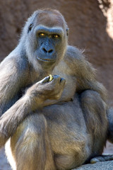 Western Lowland Gorilla