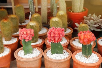 Fototapeta premium Beautiful cactus in tropical