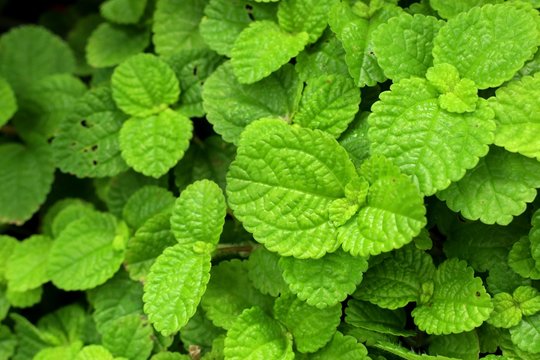 mint leaves in tropical