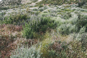 Fototapeta premium Flowers and Plants