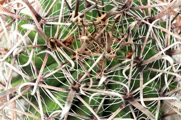 Fototapeta premium Beautiful cactus in tropical