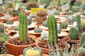 Beautiful cactus in tropical
