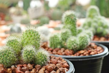 Beautiful cactus in tropical