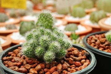 Beautiful cactus in tropical