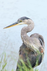 Blue Heron at the Pond