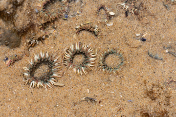 Aggregating anemone in Pacific ocean tidepools.