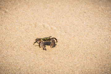 Striped Shore Crab on a sandy beach.