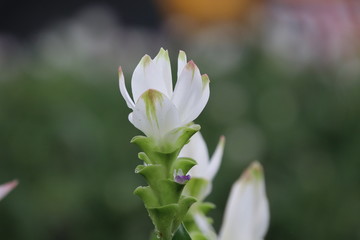 Siam Tulip white color decorate in public park Bangkok Thailand flora beautiful petal in nature