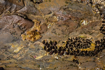 Abstract of tidepools in the pacific ocean.