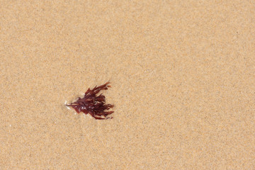 Seaweed on a sandy beach.