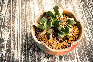 Small potted plants of succulents