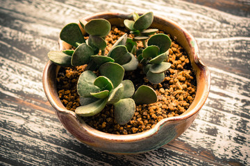Small potted plants of succulents