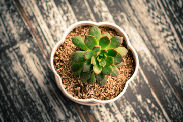 Small potted plants of succulents