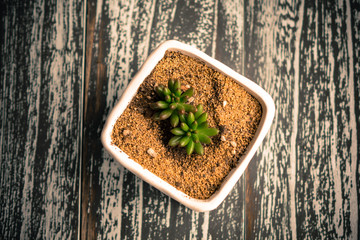 Small potted plants of succulents