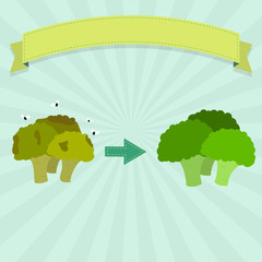Rotten and fresh broccoli. Rotten broccoli with flies and fresh broccoli. Blank ribbon for insert text.