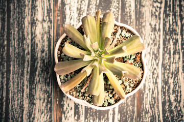 Small potted plants of succulents