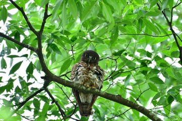 ハートマークがかわいいアオバズクの母親