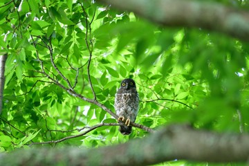 くりくり眼がかわいいアオバズクの幼鳥