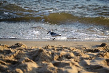 beach sandpiper bird at waves
