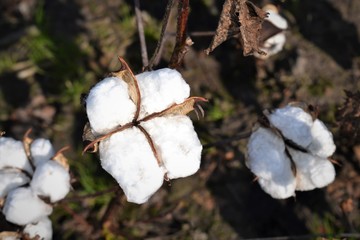 cotton in a field