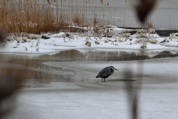 Obraz premium cold heron in frozen pond