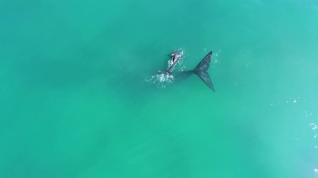 Mother and calf whales swimming in aqua blue water filmed in Australia
