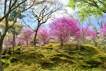 Obraz na płótnie Canvas Cherry blossom spot in Kyoto, Japan