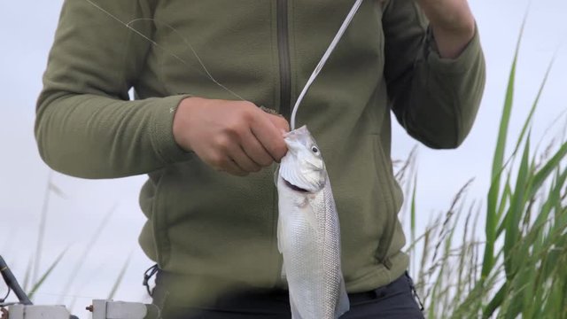 Fisherman with Bass caught on line starts to take hook out of fish.