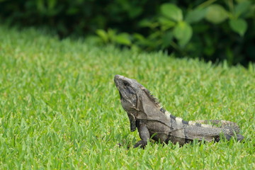Iguana on grass